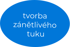 tvorba zánětlivého  tuku